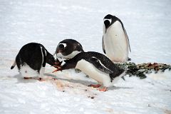 11C Two Pairs Of Gentoo Penguins On Danco Island On Quark Expeditions Antarctica Cruise.jpg